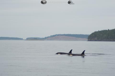 Traveling Whale Family Traveling whales