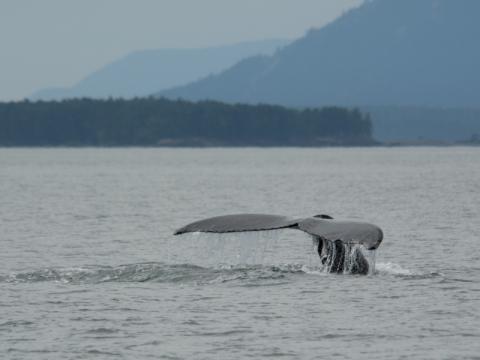 Humpback Whale Fluking before Deep Dive Humpback Whale showing tail before diving for food