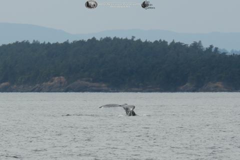 whale tail whale tail