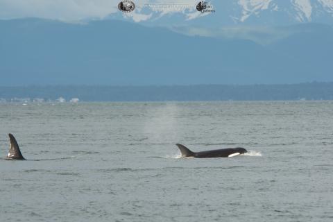Transient Killer Whale A Killer whale swims near the San Juan Islands