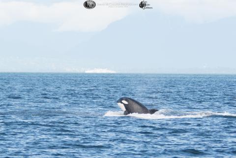 whale in canada whale
