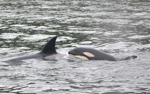 Bigg's Killer Whales Transient killer whale calf