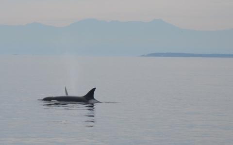 Orcas Killer whales