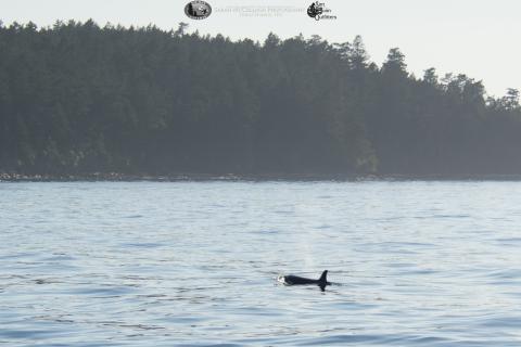 Orca in the sunlight Orca in the sunlight