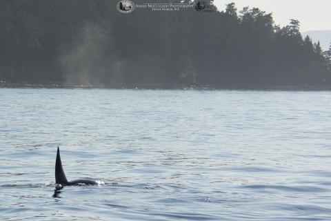 A Transient Orca Whale A transient orca swims near the San Juan Islands