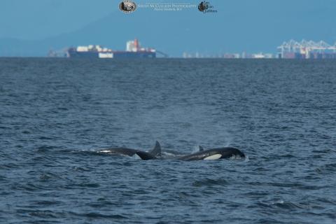 Killer whales at the surface Killer whales surfacing