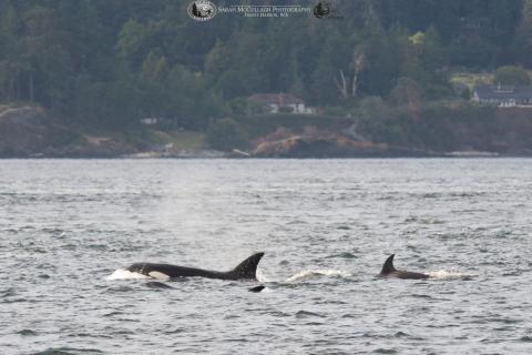 Orca swimming Orca swimming