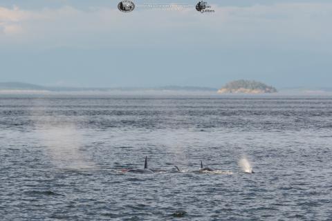 Phil's Final Hour: transient killer whales slaughter sea lion Bigg's killer whales feasts on sea lion