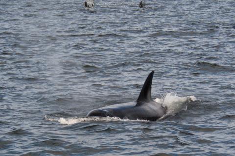 whalee whale!