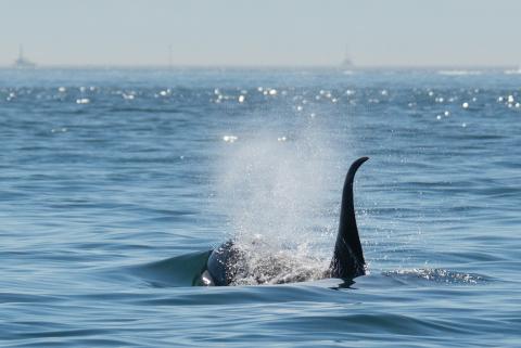 Bigg's killer whale Bigg's killer whale