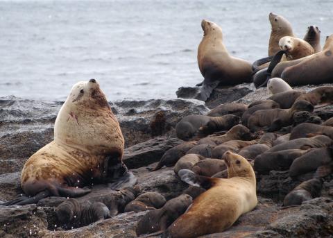 Steller's Sea Lions Around San Juan Island