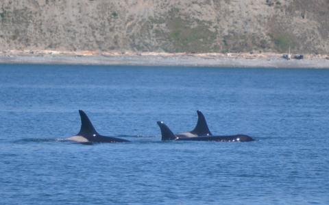 Orcas J28 Polaris, J22 Oreo & J17 Princess Angeline at rest A resting group of Southern Resident Killer Whales