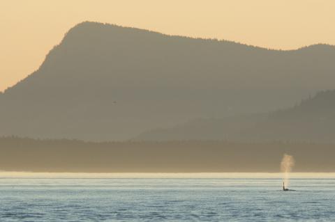 sunset whale whale sunset