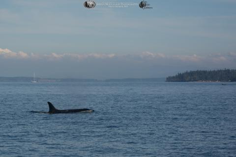 Southern Resident Killer Whales Southern Resident Killer Whales