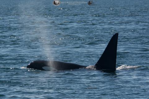 Bigg's killer whale T049A1 Bigg's killer whale T049A1