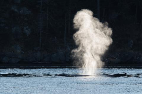 Humpback whale exhalation Humpback whale exhalation