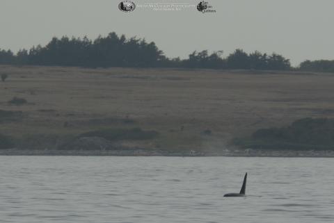 Southern Resident Killer Whale Southern Resident Killer Whale