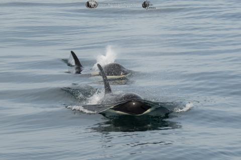 Close approach by orcas in the Salish Sea Pair of orcas approaching whale watch vessel near San Juan Island