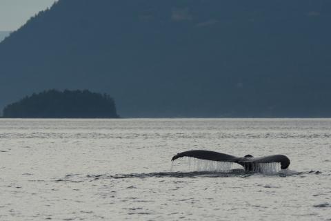 Humpback whale surfacing Humpback whale