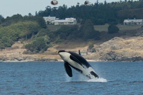 Killer Whales in the Salish Sea Transient Orca Breach