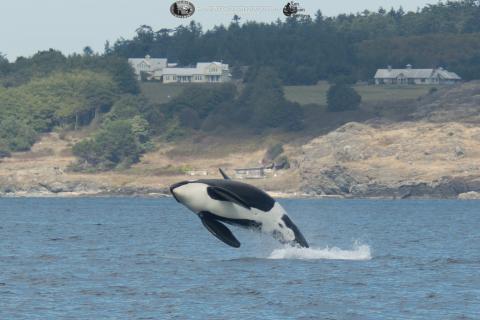 L87 Onyx breaches near San Juan Island L87 Onyx breaches near San Juan Island