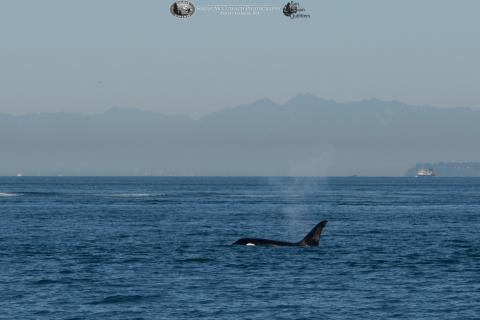 Transient killer whale