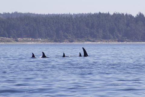 T65As, T137 and T137D travel near Whidbey Island Bigg's Orcas