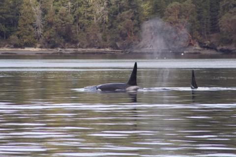 Although these two aren't part of that family this is what two adult male Bigg's Orcas look like! 2 male Bigg's Orcas