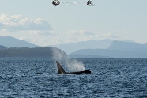 Transient Killer Whale T123A Transient Killer Whale T123A