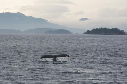 Humpback whale in autumn Humpback whale in autumn