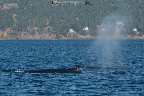 Two Humpbacks! Two Humpbacks!