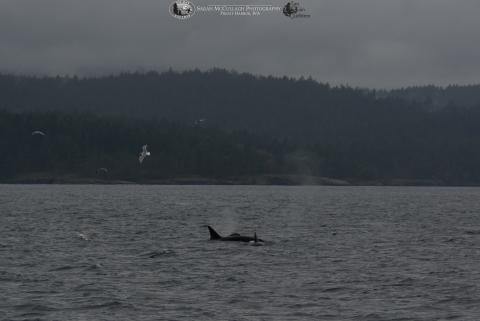 Orcas foraging Orcas foraging