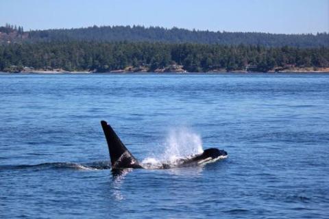 Southern Resident Killer Whales in Haro Strait