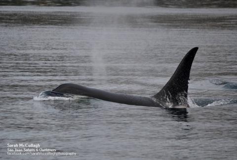 T077A lone male killer whale T077A lone male killer whale