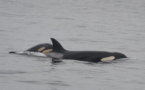 Bigg's killer whales Bigg's killer whales