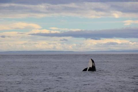 Lone Male Killer Whale Bigg's Killer Whale in the Salish Sea