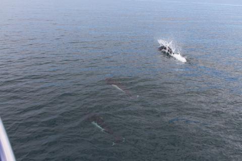 Dall's Porpoise