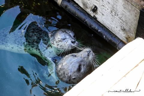 Harbor Seal Popeye and Pup