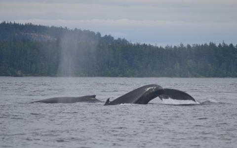 Humpback Whales in the San Juan Islands Two Humpback whales in Boundary Pass, British Columbia
