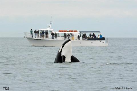Bigg's killer whale | Photo: Jeanne Hyde Bigg's killer whale | Photo: Jeanne Hyde