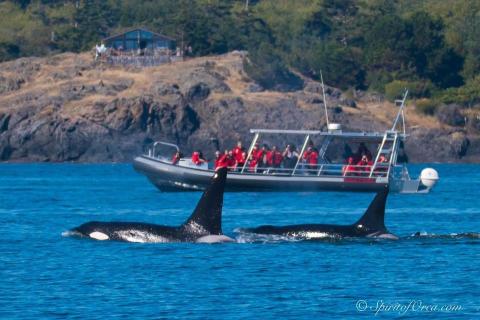 Bigg's Killer Whales in Friday Harbor