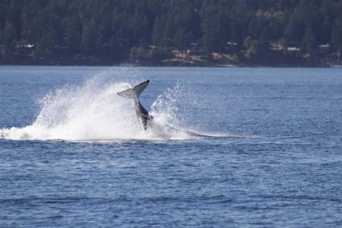T65B hunts with her family near Lopez Island Bigg's Orcas
