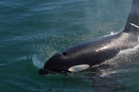 Solo Orca Traveling in the Salish Sea Bigg's Killer Whale Near Victoria B.C.