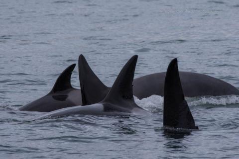 Bigg’s Killer Whale Bigg’s Killer Whale