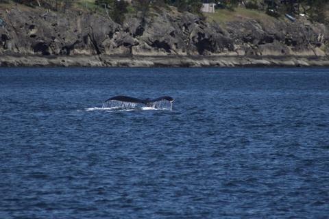 Windy (MMY0006) flukes up near East Point on Saturna Island Humpback Whale