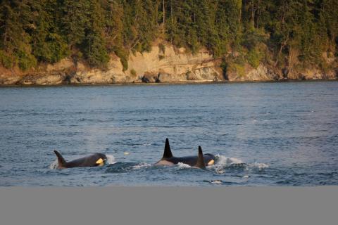 Bigg's Killer Whales Travel to Friday Harbor Bigg's Killer Whales Travel to Friday Harbor