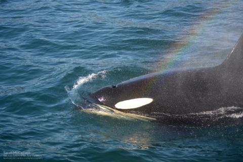 A Transient Orca Whale