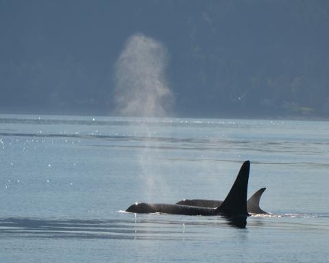Killer whales at the surface Orcas Surfacing
