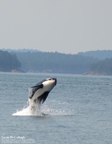 Bigg’s Killer Whale Bigg’s Killer Whale