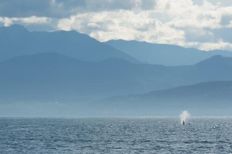 orca in the san juan islands Killer whale surfacing